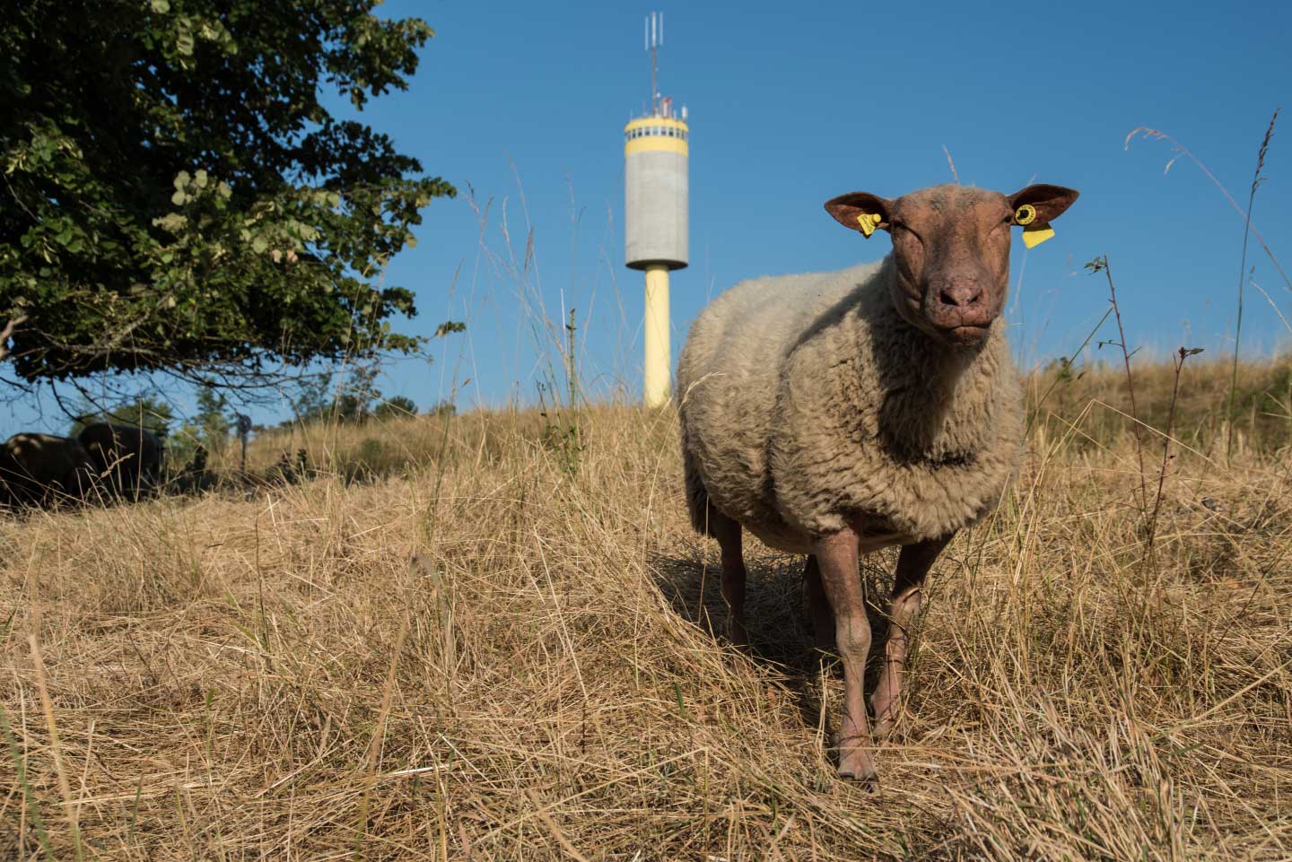 The birds and the beams: Biodiversity at CERN 