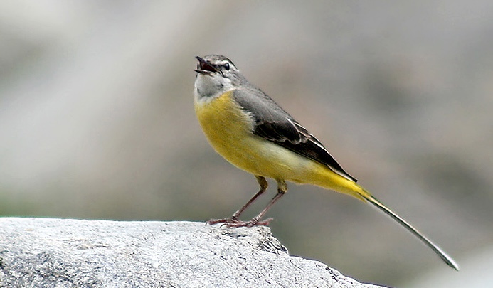 Grey Wagtail