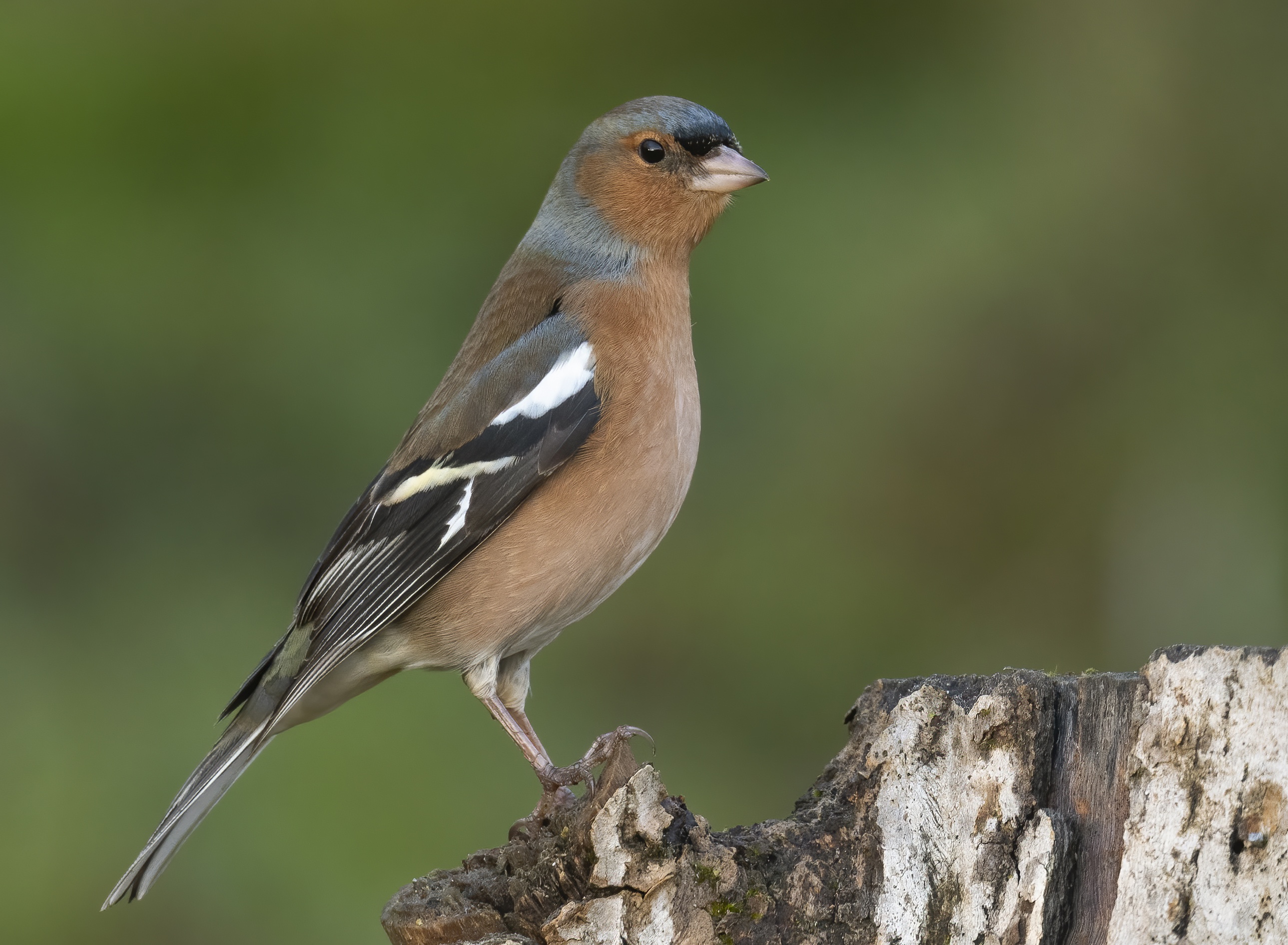 Common chaffinch