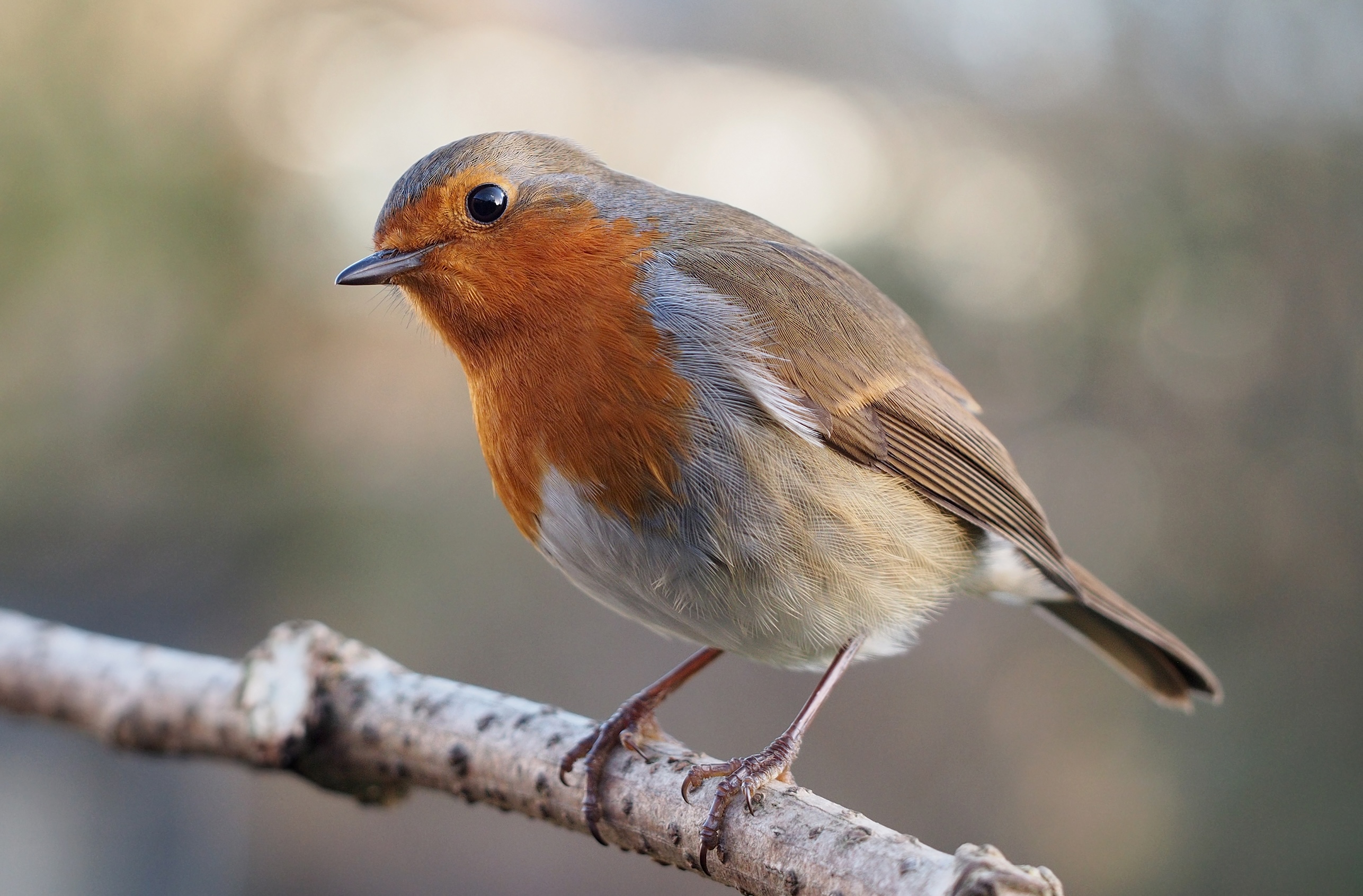 European robin